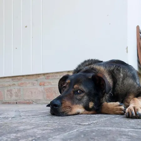 Kislaki Bormanufaktura Vendeghaza Балатонбоглар