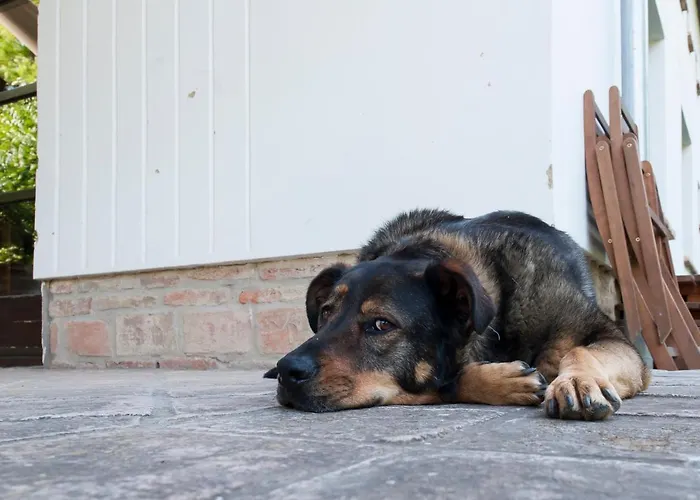 Kislaki Bormanufaktura Vendeghaza Балатонбоглар